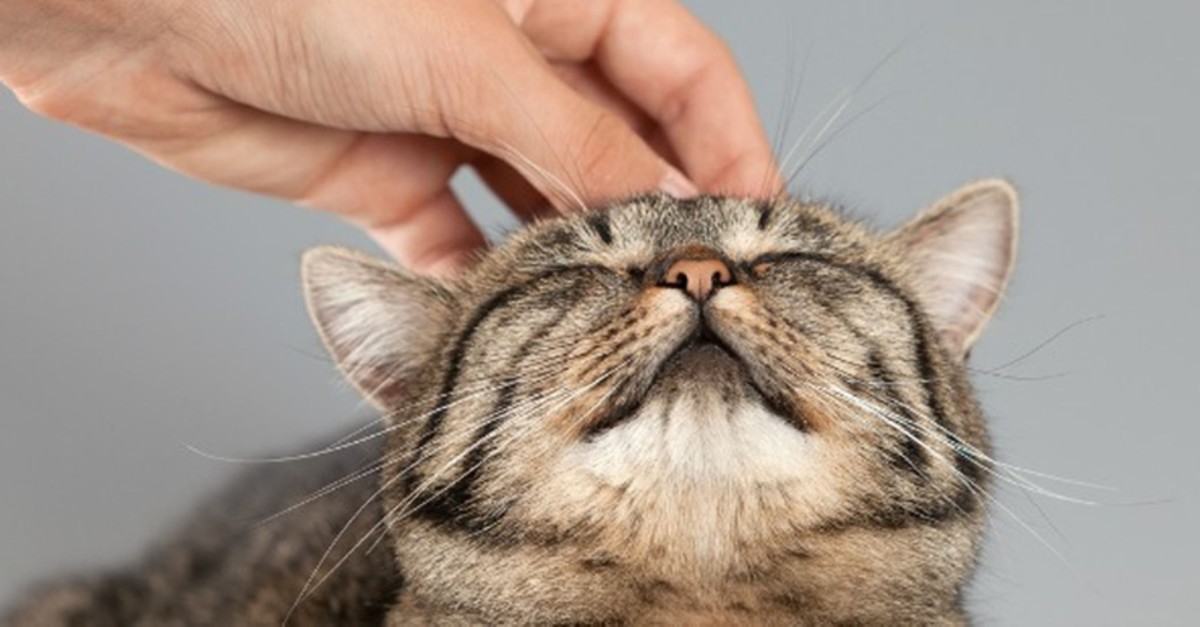 Petting a cat or dog as little as 10 minutes reduces stress, study shows |  Daily Sabah