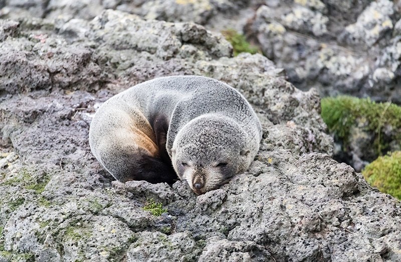 A young New Zealand fur seal. (iStock Photo)