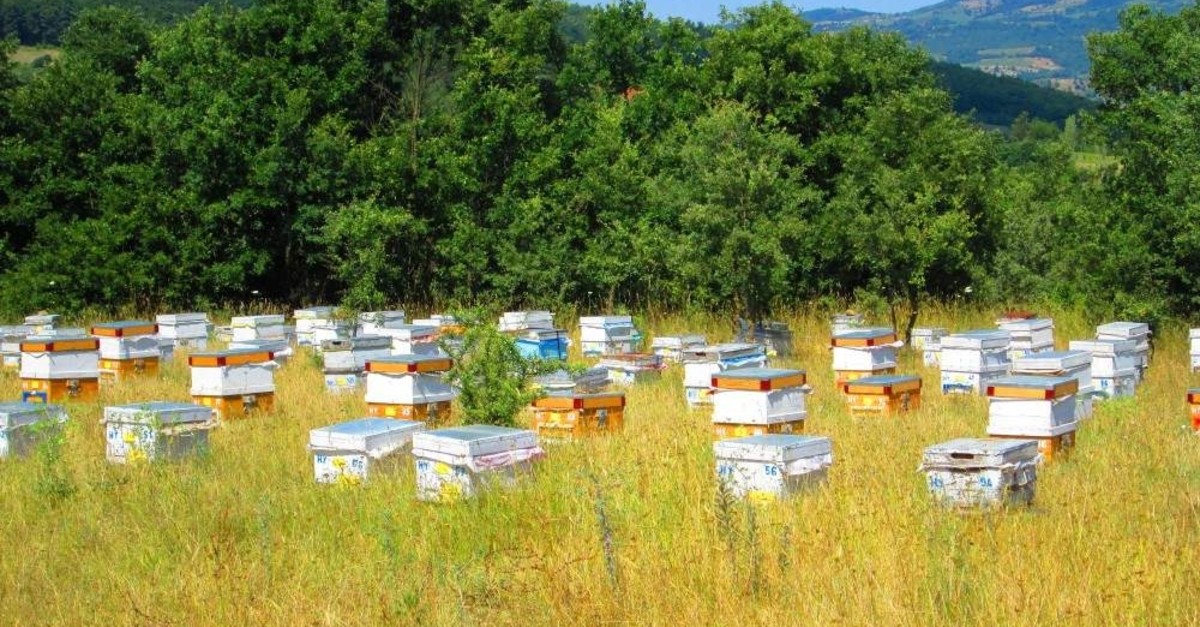 Honey producers on Mount Ida collect the honey from bees at the end of summer. (DHA Photo)