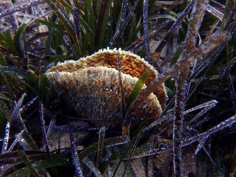 In this Friday, Nov. 9, 2018 underwater photo, a dead pen shell stands open in a seagrass meadow in the Aegean Sea's Saronic Gulf. (AP Photo)