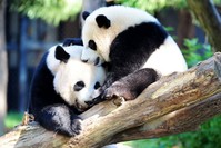 Giant panda Mei Xiang and her cub Bei Bei (R) play in their enclosure at the National Zoo in Washington. (AFP Photo)