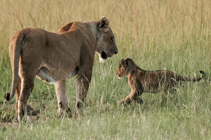 A lion calf walks with a female lion in the Mara Triangle, the north western part of Masai Mara national reserve managed by Non profit organization Mara Conservancy, in southern Kenya, on Jan. 25, 2018. (AFP Photo)