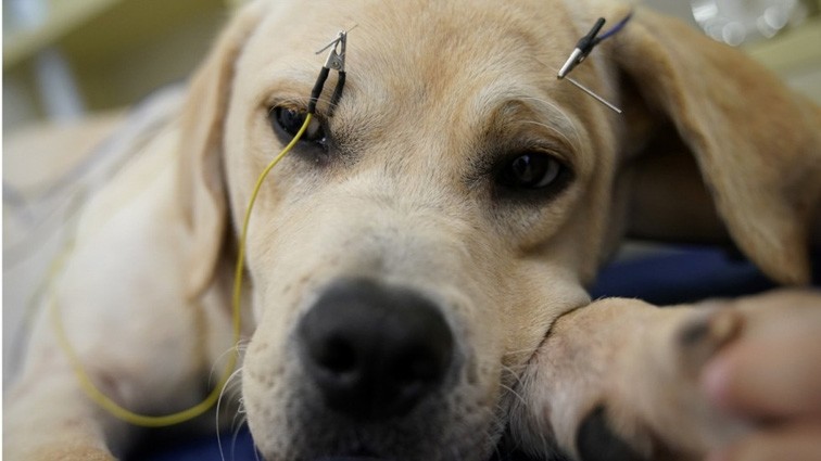 French bulldog Dan Jiao whimpers nervously as he waits for the end of a Chinese acupuncture session aimed at curing partial paralysis caused by a puppyhood injury.