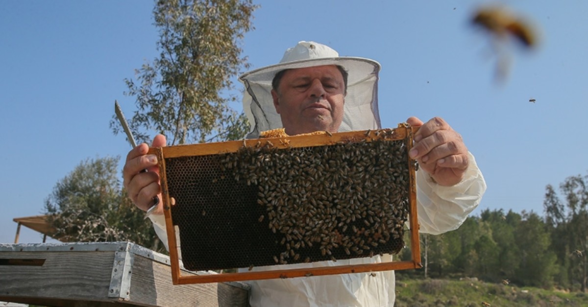 Turkey Registers Super Producer Honey Bee Daily Sabah
