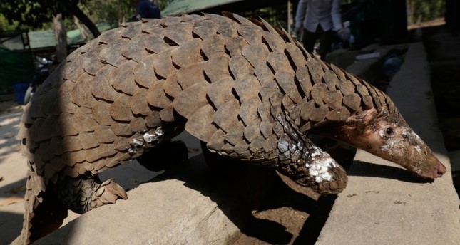 pangolin-scales-worth-hk-17m-found-hidden-in-shipments-from-africa