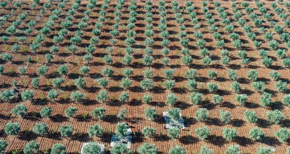 إدراج زراعة الزيتون التقليدية في تركيا على قائمة منظمة الأمم المتحدة للتربية والعلم والثقافة