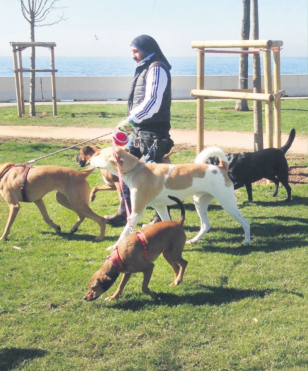 Inside The Life Of A Professional Dog Walker In Istanbul Daily Sabah