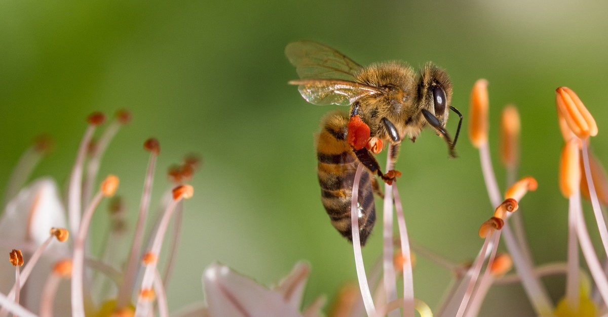 The decline in the population of wild bees is believed to be related to global warming.