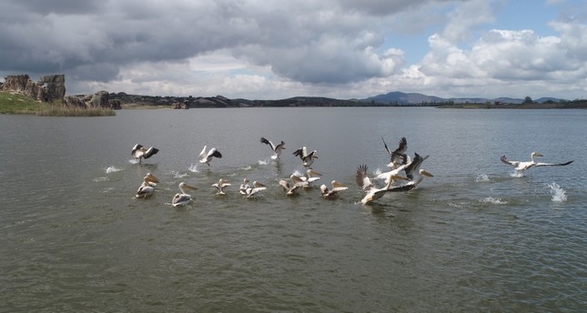طيور البجع تستمتع بالأجواء الهادئة في بحيرة إمره