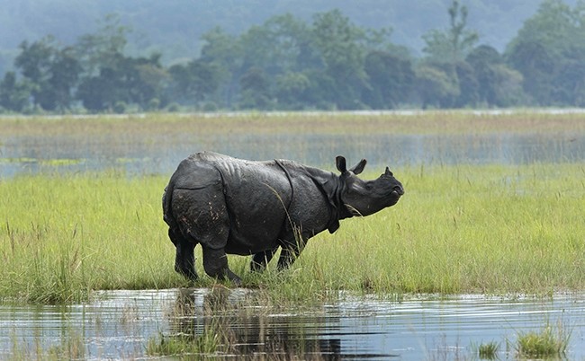 In this photo, a one-horned Rhinos wades through flooded Kaziranga national park in Kaziranga, 250 kilometers (156 miles) east of Gauhati, India, July 8, 2017. (AP Photo)