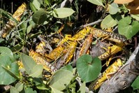 Desert locusts are seen within a grazing land in Lemasulani village, Samburu County, Kenya Jan. 17, 2020. (Reuters File Photo)