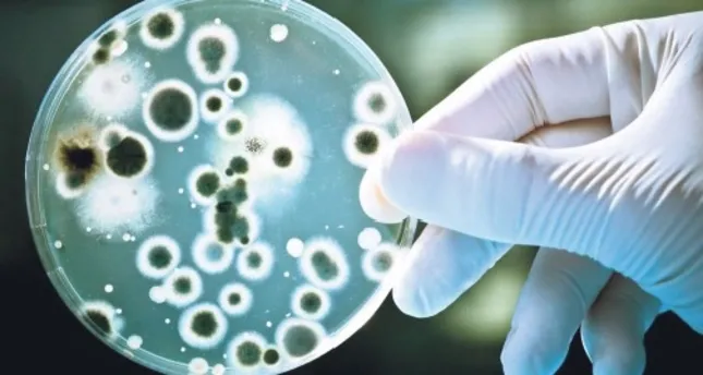 Clean Bacteria Bacteria to help naturally clean the environment - Daily Sabah