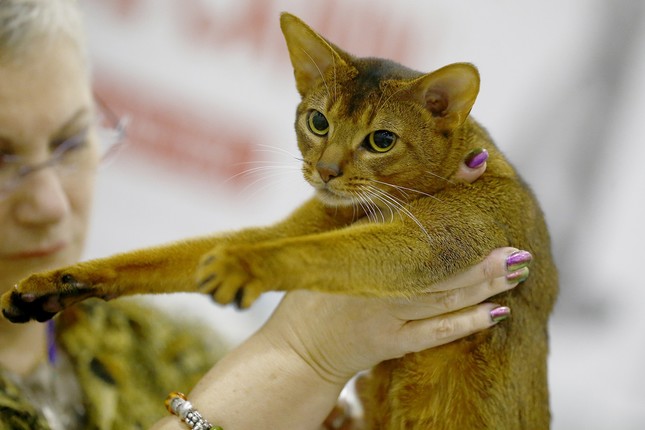 Internationale Katzenmesse in Moskau lockt zehntausende Liebhaber an