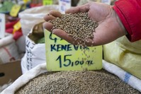 Cannabis cultivation is allowed only in 19 provinces in Turkey with legal supervision for the purpose of using its fiber and seed.