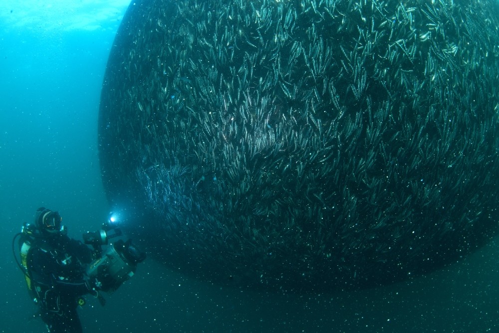 Turkish anchovies captured in rare photo shoot in native habitat