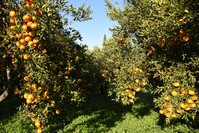 Bodrum's famous mandarins ready to harvest.
