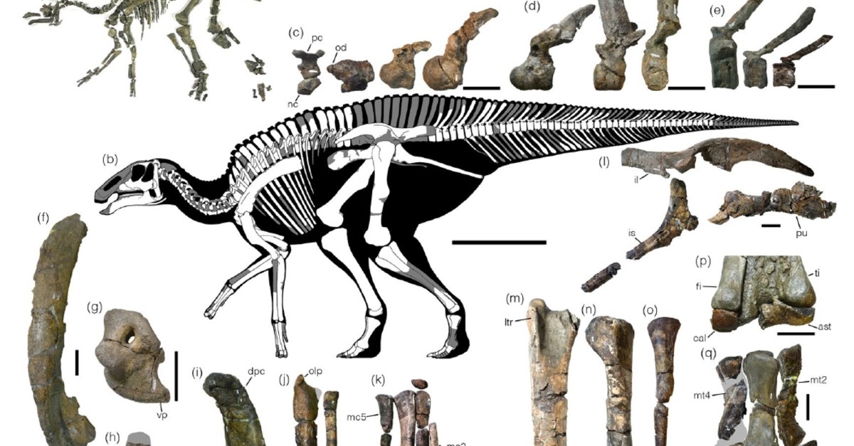 Holotype skeleton of Kamuysaurus japonicus. (Photo courtesy of Scientific Reports, Sept. 5, 2019)