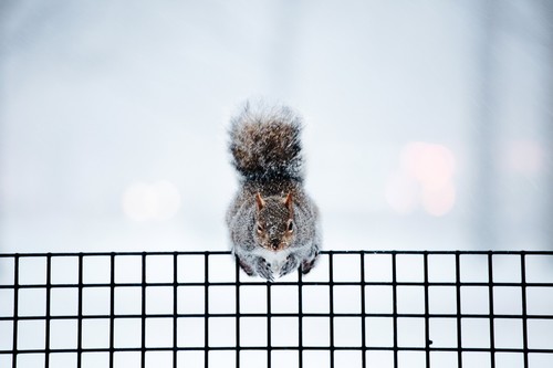 A squirrel on a fence in Battery Park in New York, January 4, 2018. (EPA Photo)