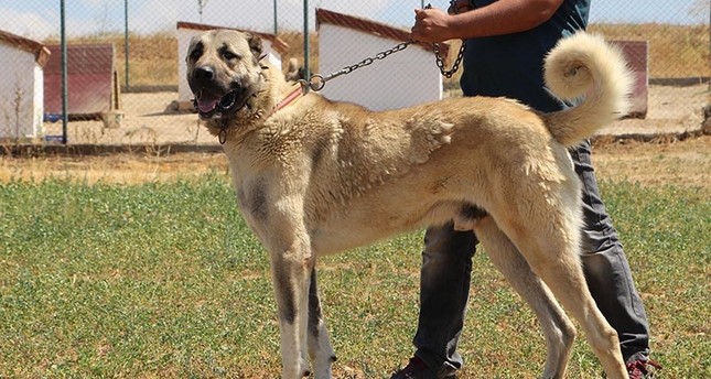كلب الكانغال التركي مع مدربه الأناضول