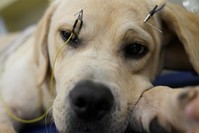 French bulldog Dan Jiao whimpers nervously as he waits for the end of a Chinese acupuncture session aimed at curing partial paralysis caused by a puppyhood injury.