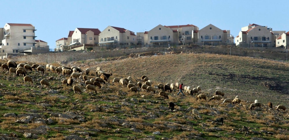 A Palestinian shepherd with sheep near the Jewish settlement of  Ma'ale Adumim, east of Jerusalem.