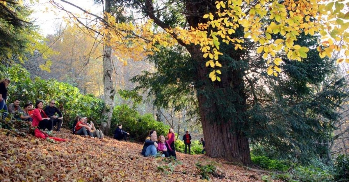Visitors enjoy spending time under the world's fifth-oldest tree in Zonguldak. (DHA Photo)