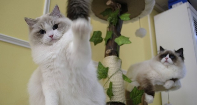 Woman Pretending To Be Pregnant Smuggles 2 Kittens At Taiwan
