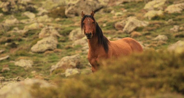 غالباً ما تكون الخيول اليلكي خيول عمل، هجرها أصحابها في الطبيعة