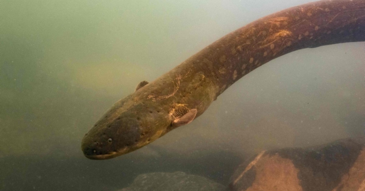 A picture released by Prof. Dr. Leandro Melo de Sousa on September 9, 2019 shows an electric eel (Electrophorus Voltai). (AFP Photo)