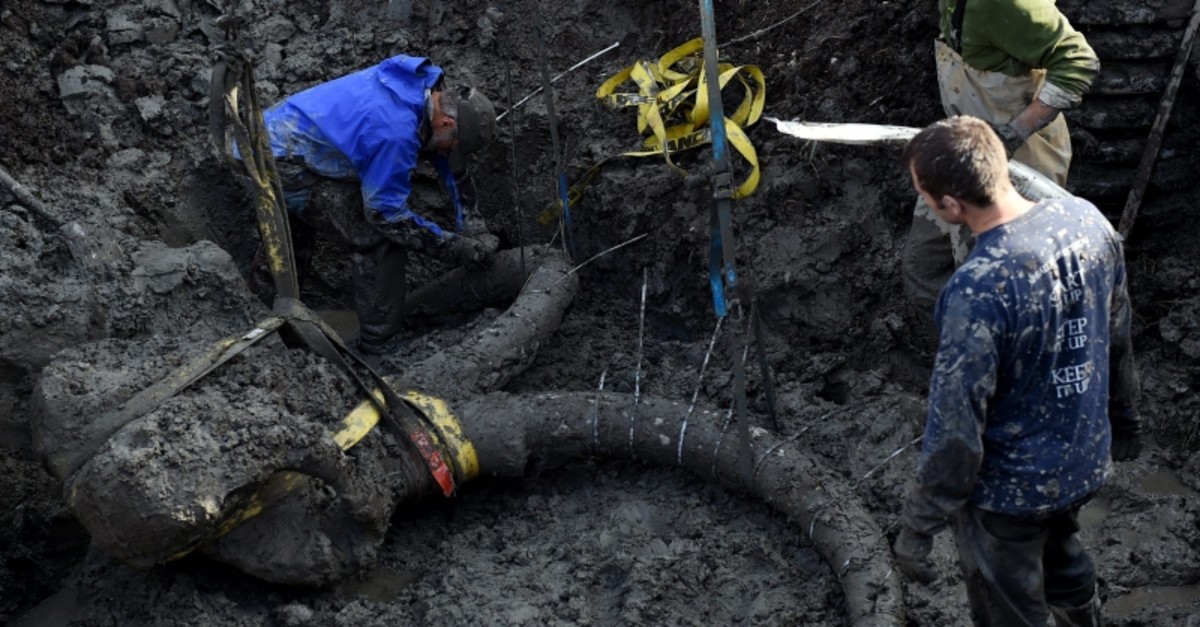 In this photo taken Thursday, Oct. 1, 2015, University of Michigan professor Dan Fisher, top left, leads a team of Michigan students and volunteers as they excavate woolly mammoth bones found on a farm near Chelsea, Mich. (AP Photo)