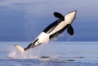 A killer whale breaches in Puget Sound. (AP Photo)