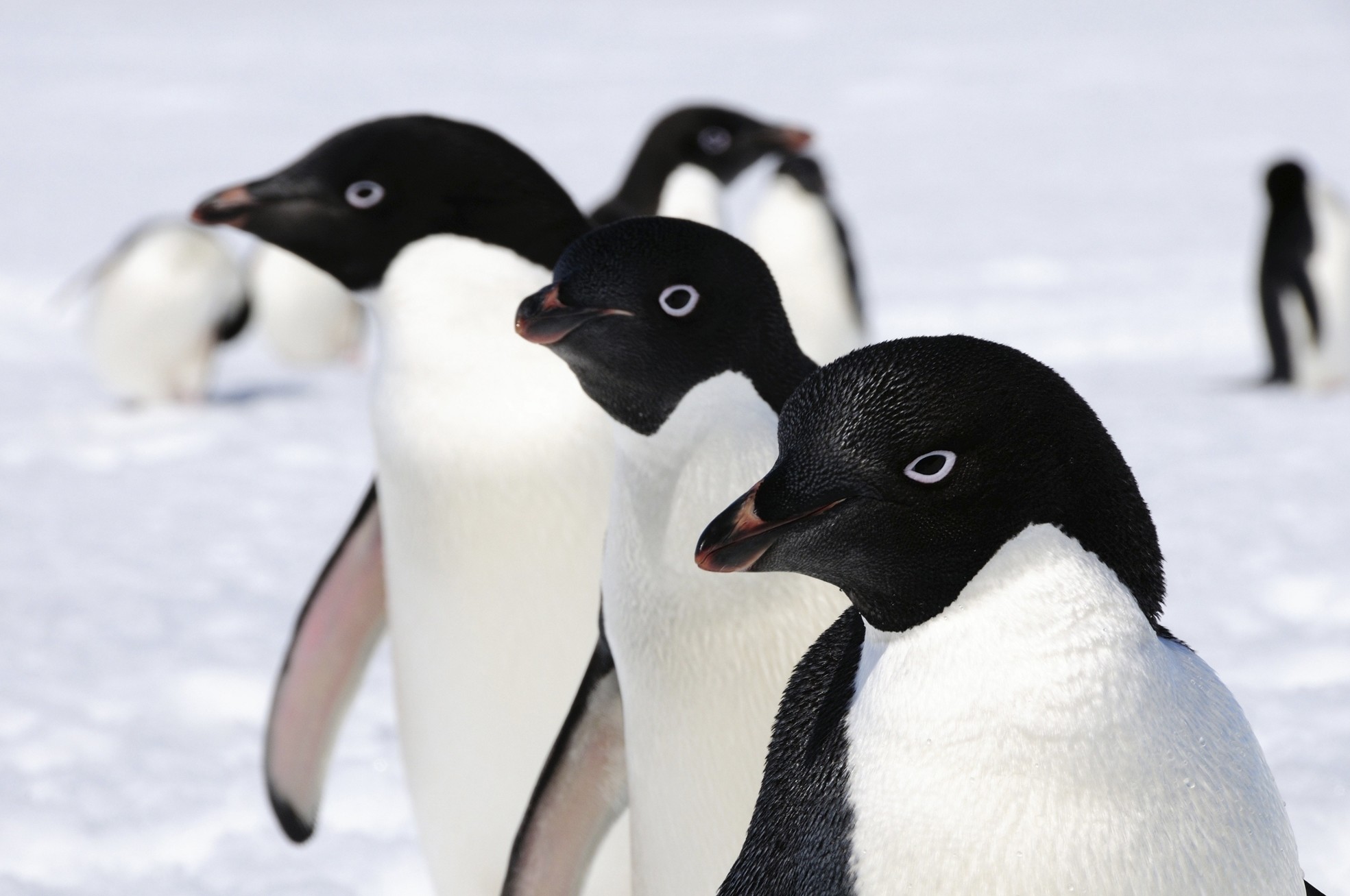 Global researchers have revised previous population estimates of East Antarcticau2019s Adelie penguins, with new data showing a doubling to almost 6 million of the birds, suggesting global numbers are pushing 16 million.