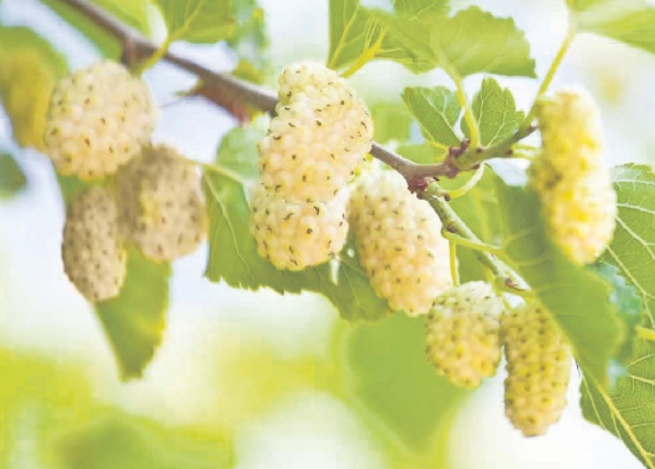 The mulberry originated in China and spread to Turkey via the Silk Road trade, mulberries today can be found in many parts of the world.