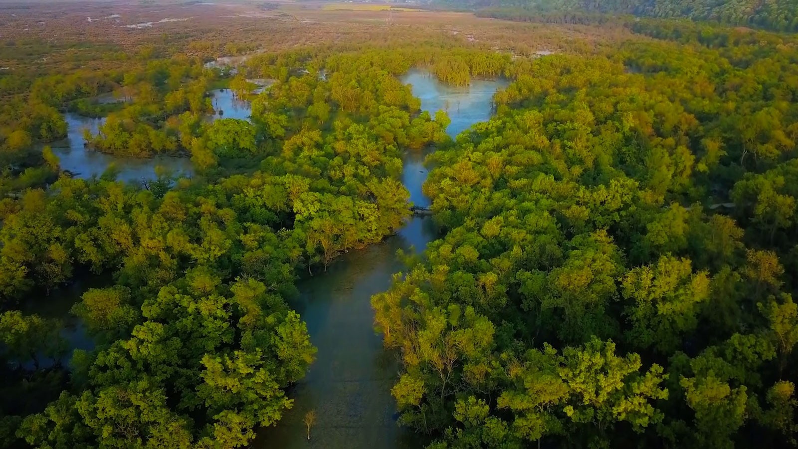 Водно-болотные угодья Караджабей стали домом многим видам животных и растений