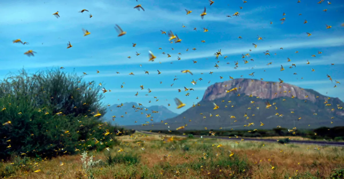 Locust Outbreak The latest curse: Worst locust outbreak in 25 years hits East Africa ...