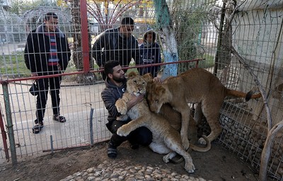 Palestinian man plays with three lion cubs at Gaza Strip zoo, Jan. 18, 2019.