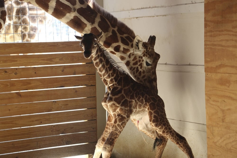 April helps her newly born unamed baby giraffe stand at the Animal Adventure Park, in Harpursville on April 15.