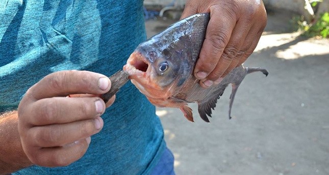 Fischer fangen Piranhas im türkischen Fluss