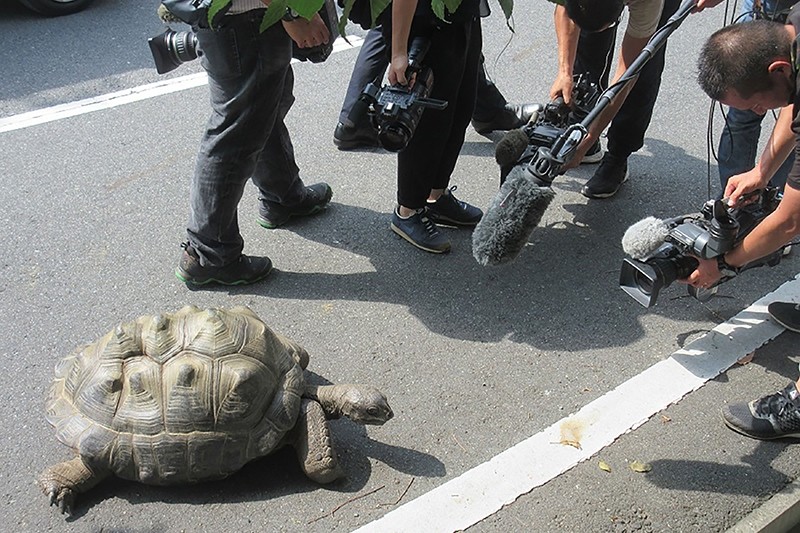 This handout taken and released on August 16, 2017 by the Shibukawa Animal Park shows Abuh the female giant tortoise returning to the animal park in Okayama prefecture (AFP Photo)