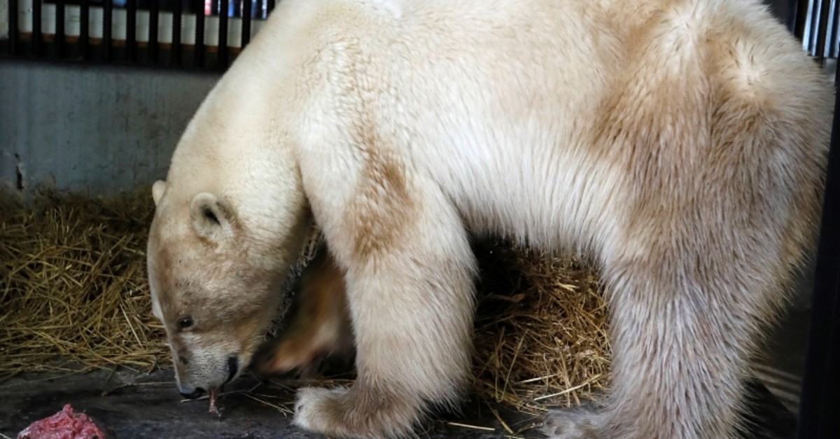 A female polar bear, which was found stray in the industrial city of Norilsk, eats meat inside a quarantine cage after arriving at the Royev Ruchey zoo in Krasnoyarsk, Russia, June 21, 2019. (Reuters Photo)