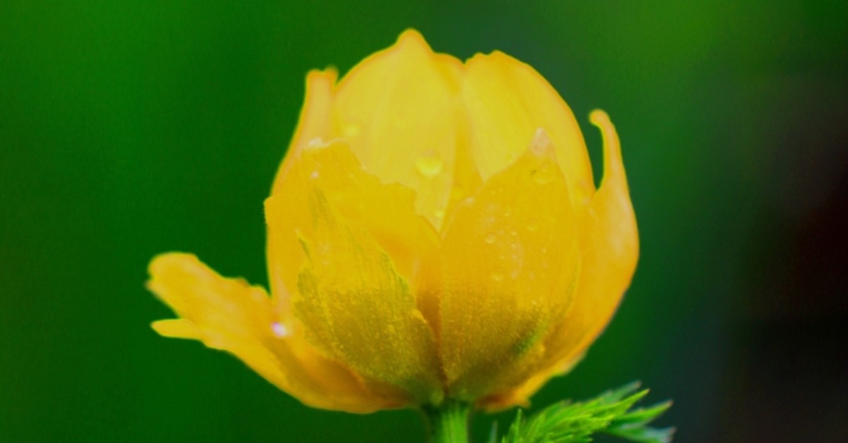 The yellow mountain rose was lost to Anatolia 150 years ago but has been rediscovered in Giresun.