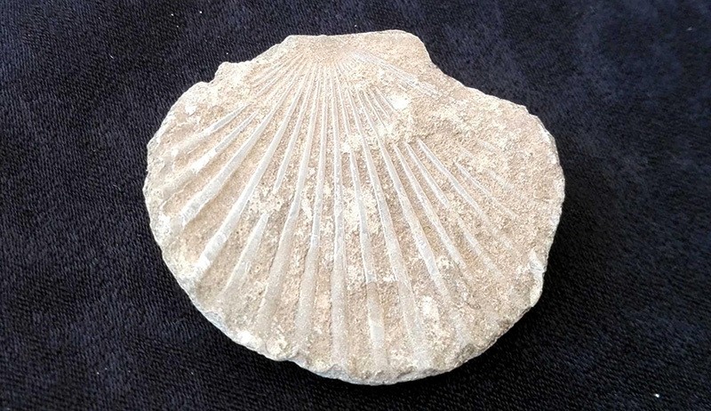 Turkish Teacher Discovers 15 Million Year Old Fossils In Southern Antalya Province Daily Sabah
