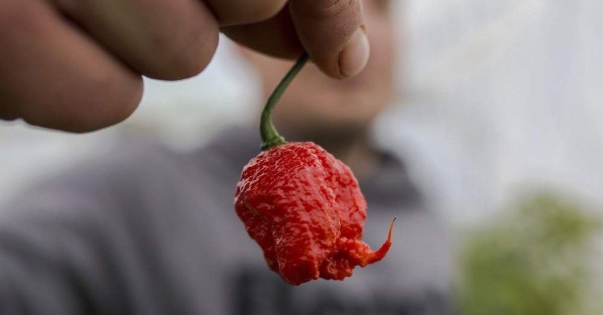 Will eating chilli peppers reduce your risk of heart attack and stroke? -  BHF