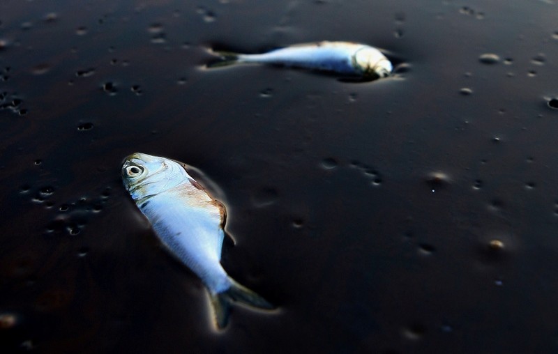 Poggy fish lie dead stuck in oil in Bay Jimmy near Port Sulpher, Louisiana June 20, 2010. (Reuters Photo)