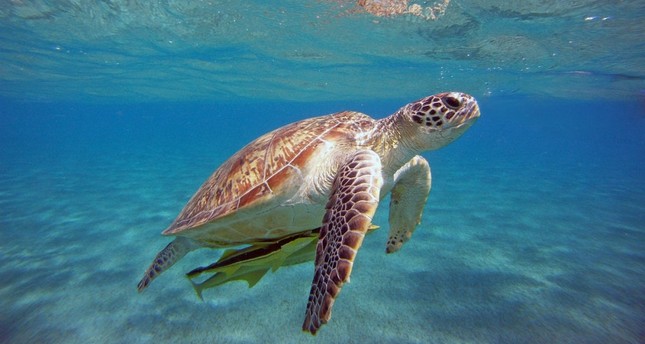 column for protected seaturtle nests