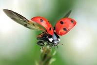 Ladybugs are considered to be lucky charms when they land on someone.