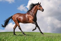 Turkish legends often depict a special friendship between heroes and their horses. It is not possible to think of the person and their horse separately.
