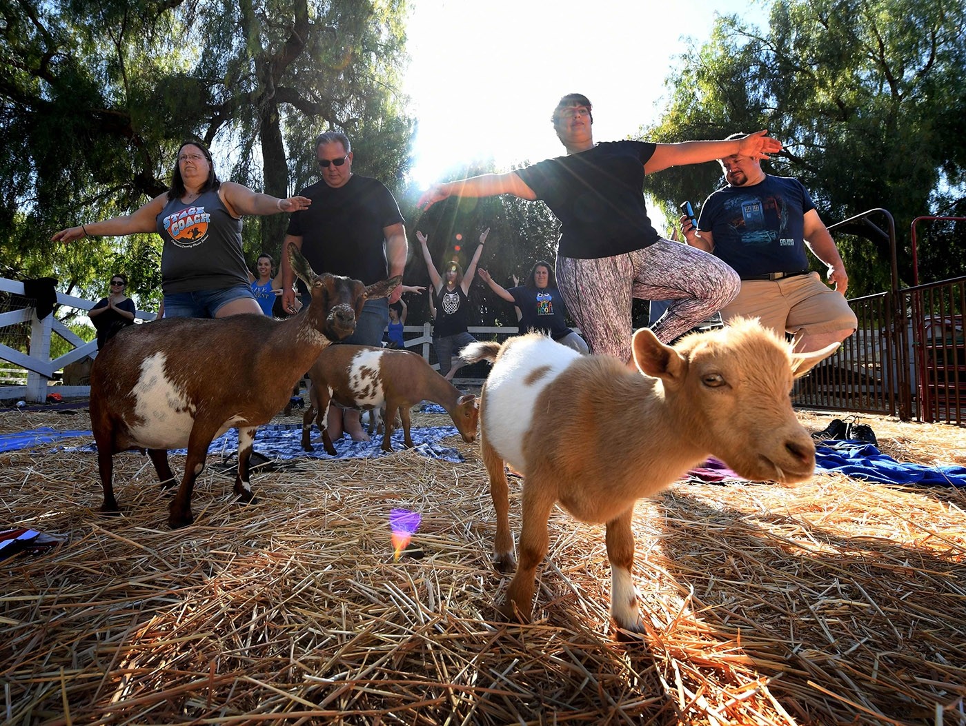 Goat Yoga