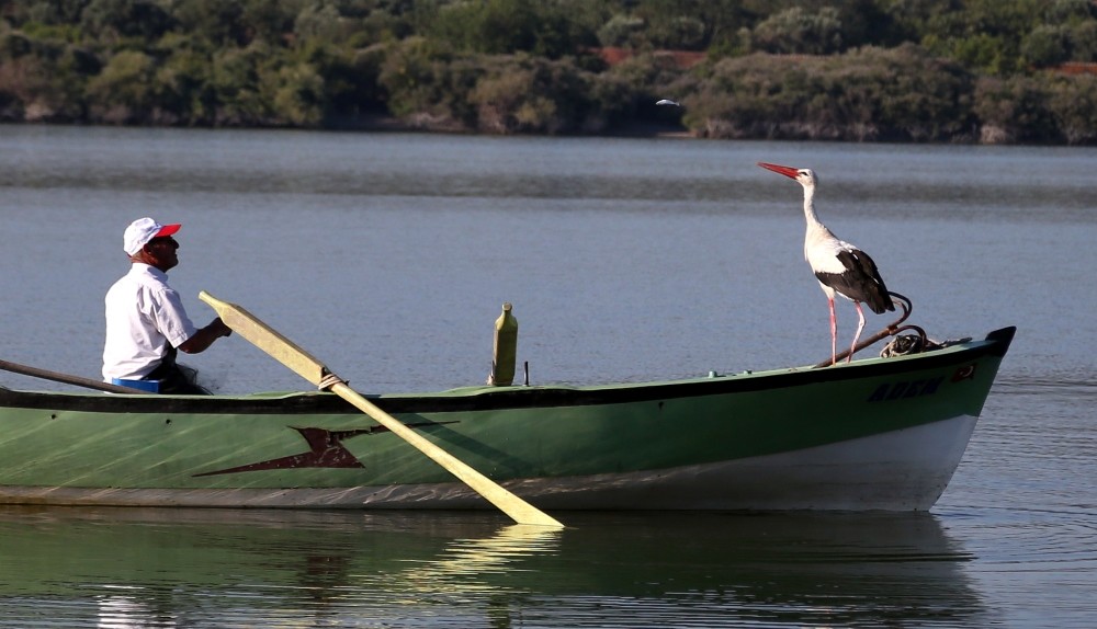 Adem Yu0131lmaz hosts the stork he named Yaren aboard his small boat every year.