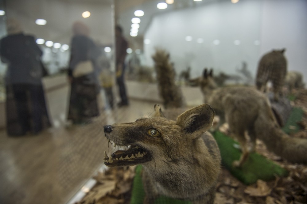 The museum displays to animated skeletons of different animals, including a 4.5-meter-long mammoth (below) that lived in 1700 B.C.